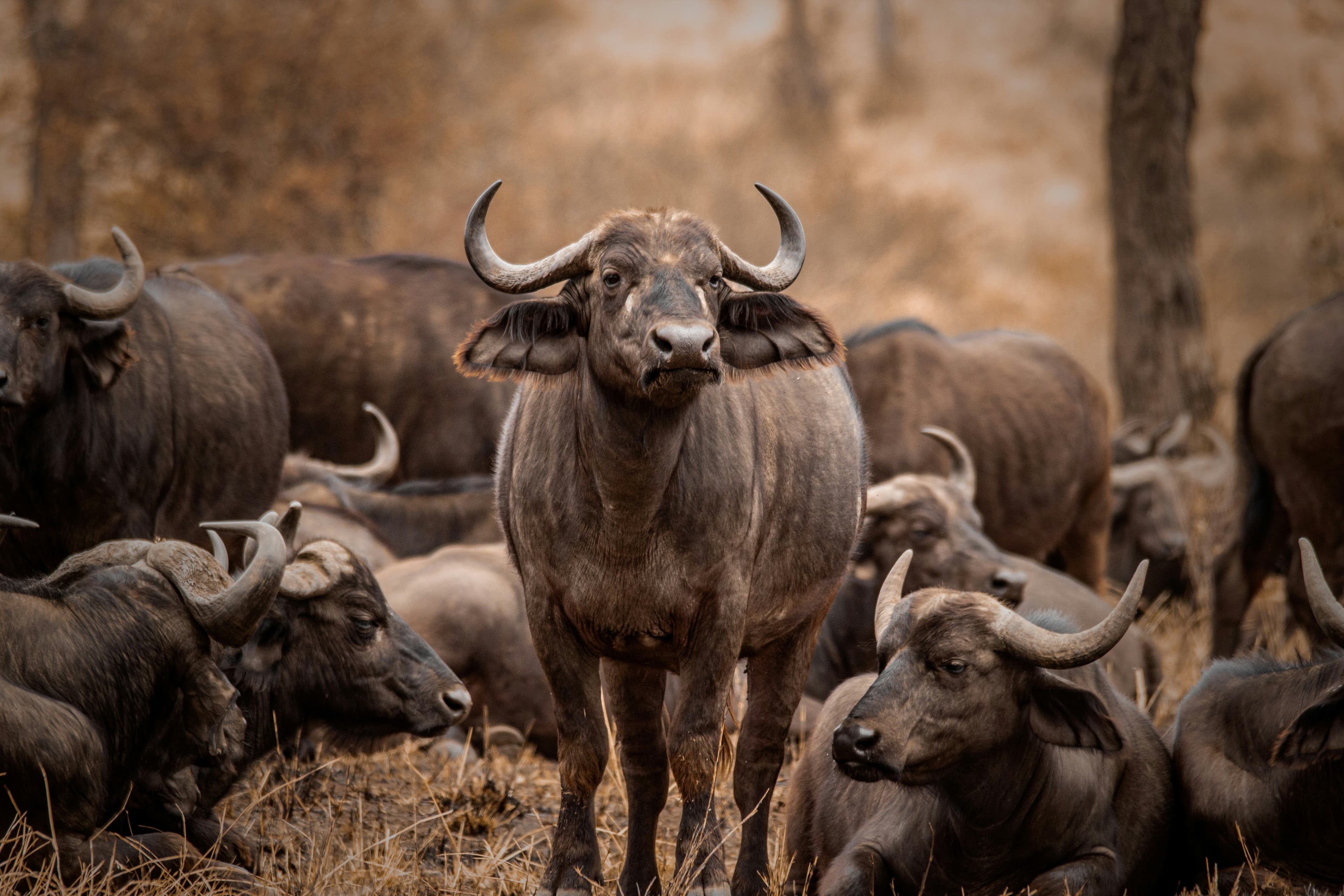 Lake Manyara & Maasai Cultural Safari